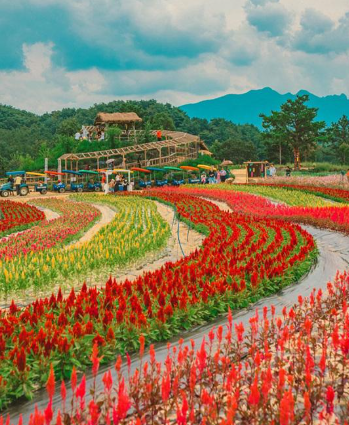가을에 만난 붉은 바다, 철원 맨드라미 꽃밭 여행기