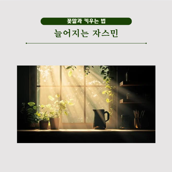 늘어지는 자스민 키우는 법, 햇빛