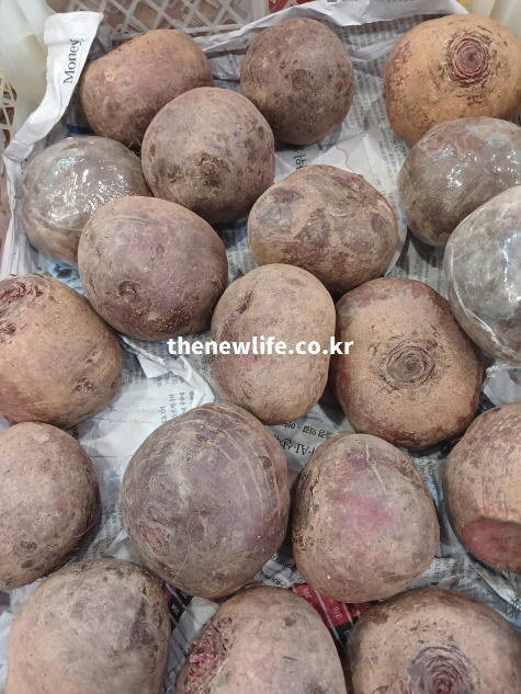 신문지 위에 놓인 수확 직후 비트 뿌리 실물 사진으로 비트 효능의 원재료 상태를 보여주는 이미지