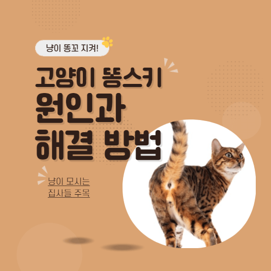 고양이똥스키항문낭