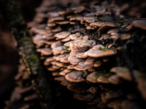 간염 및 간경화에 도움을 주는 상황버섯