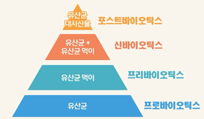 포스트바이오틱스 vs 프로바이오틱스 장 건강 면역 강화 핵심 차이점