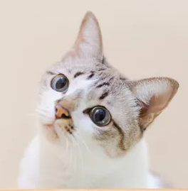 고양이의 '눈곱'에서 알 수 있는 질병