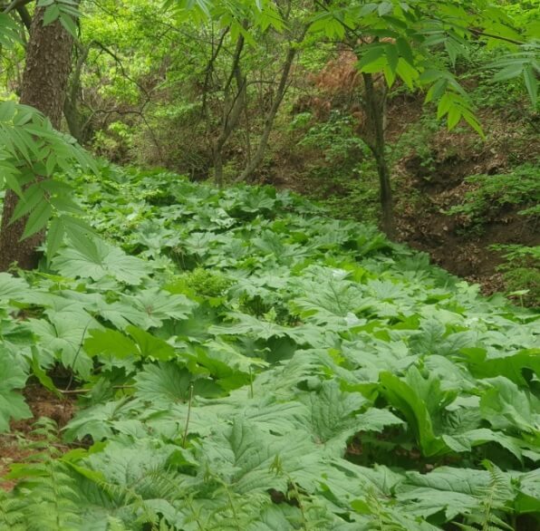생방송투데이 이 주의 장바구니 화천 산나물 숲 &lsquo;산방환담&rsquo;에서 만나는 제철 명이나물