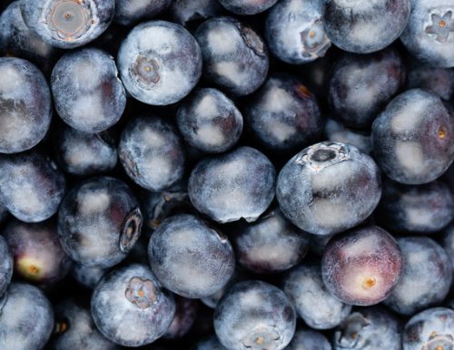 강아지 블루베리 효능 부작용 급여 주의사항 총정리