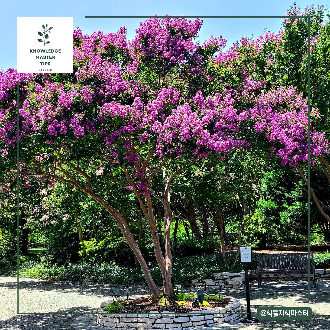 배롱나무 특징과 종류