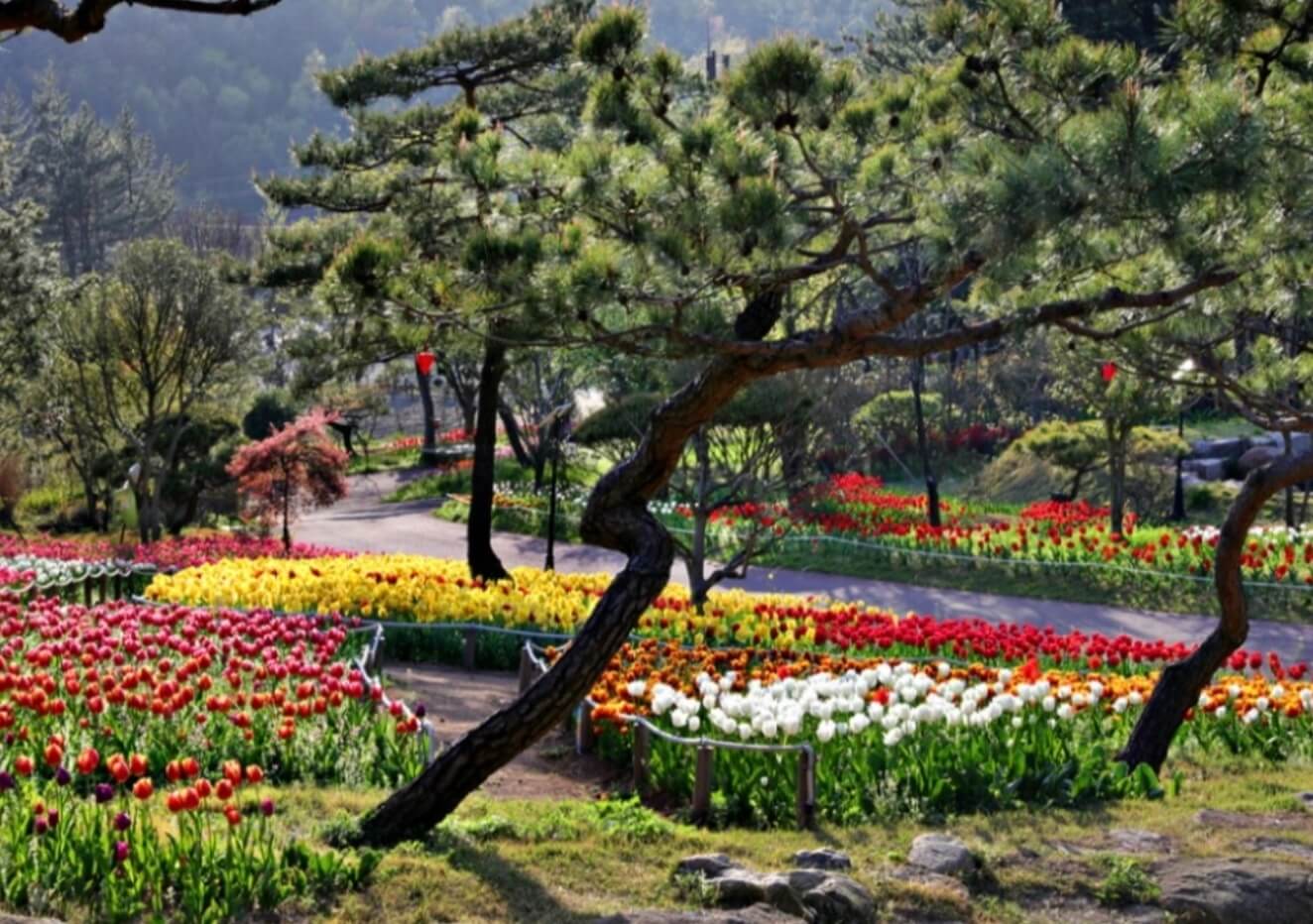 전남-장흥-하늘빛-수목원-튤립-축제-사진