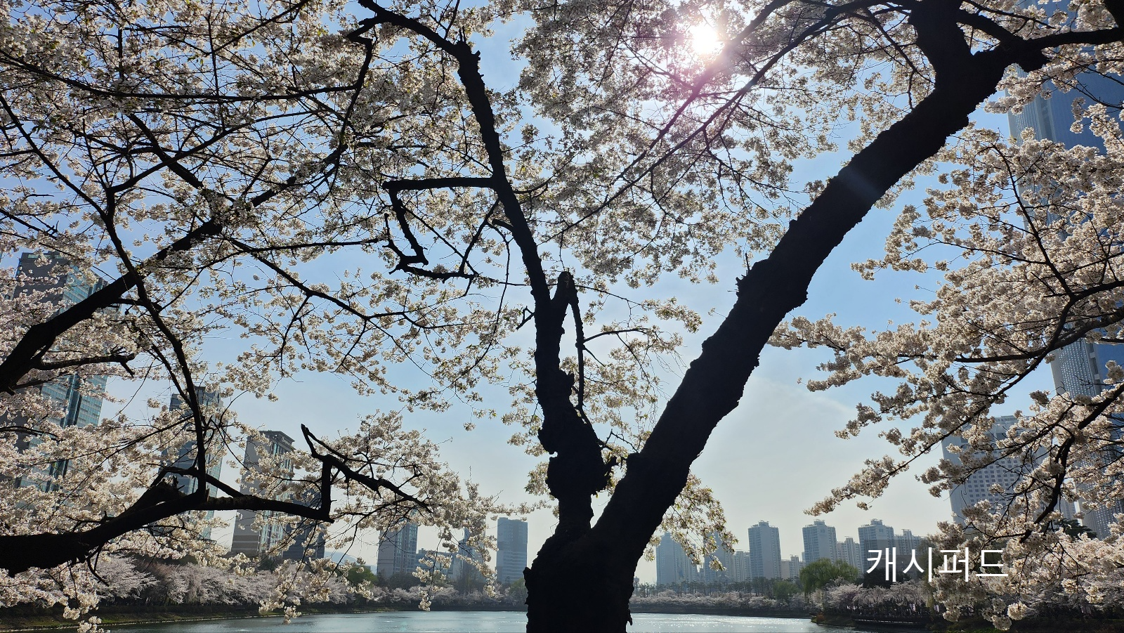 호수 벚꽃