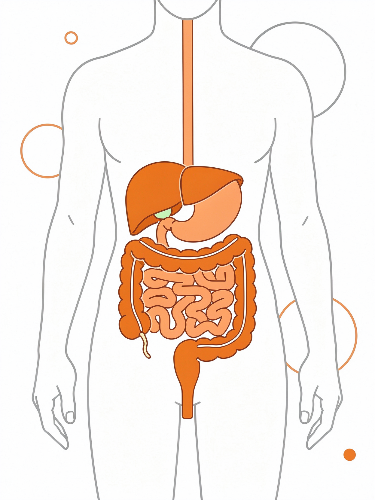 태국-똥차-피트네-효과-후기-성분-복용방법