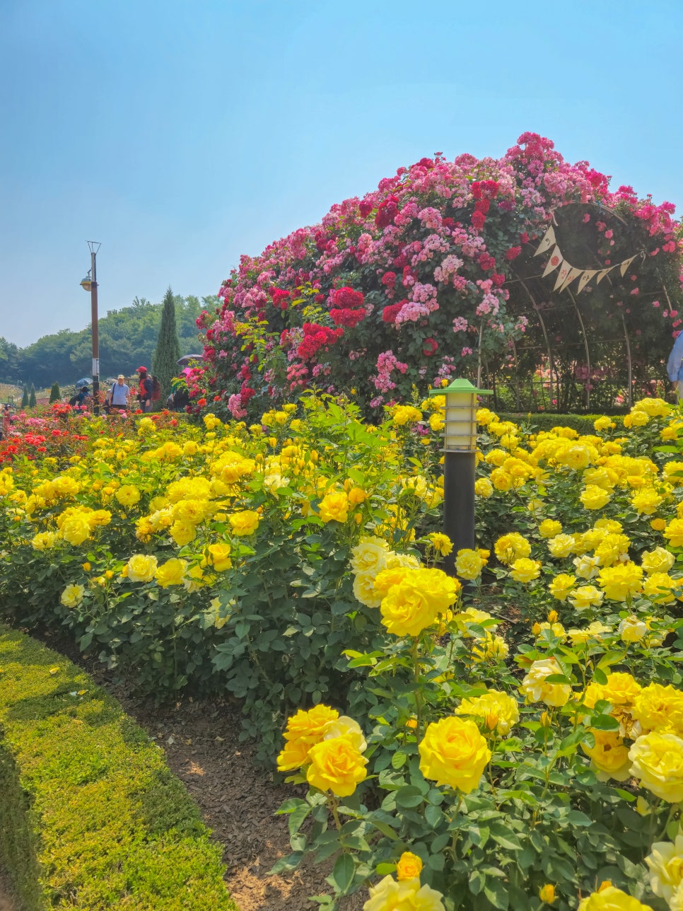 백만송이 장미축제