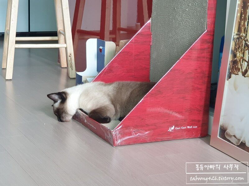 스크래쳐에서 자는 고양이