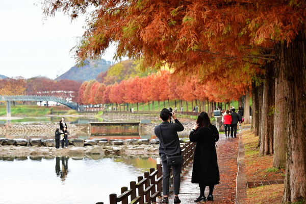  가을 단풍여행 추천지 베스트 담양 관방제림 