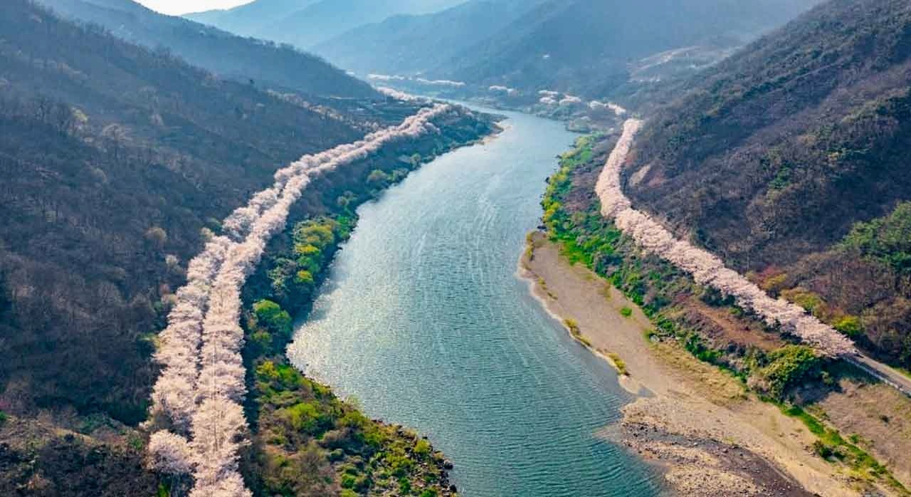 대한민국 최대의 벚꽃길(129km)에서 열리는 벚꽃축제의 전경. [ⓒ한국관광공사]