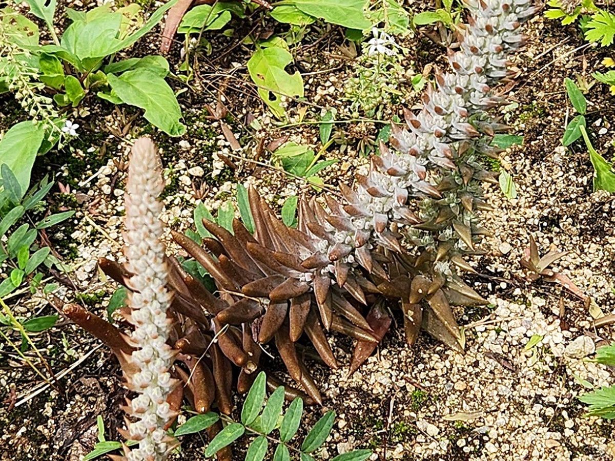 바위솔(와송)