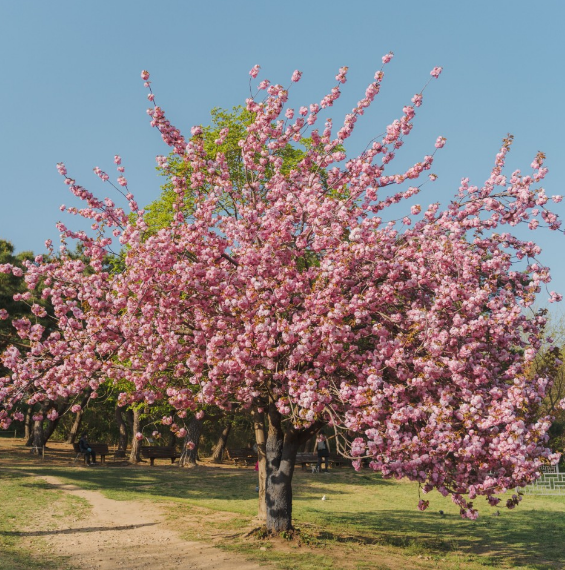 올림픽공원-겹벚꽃