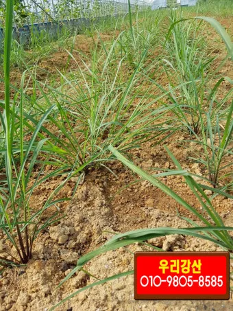 레몬그라스 재배 온도 유지 삽목 번식 잎 수확_4
