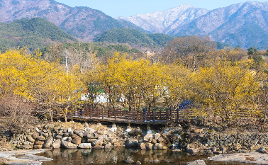 구례 산수유꽃 축제일정