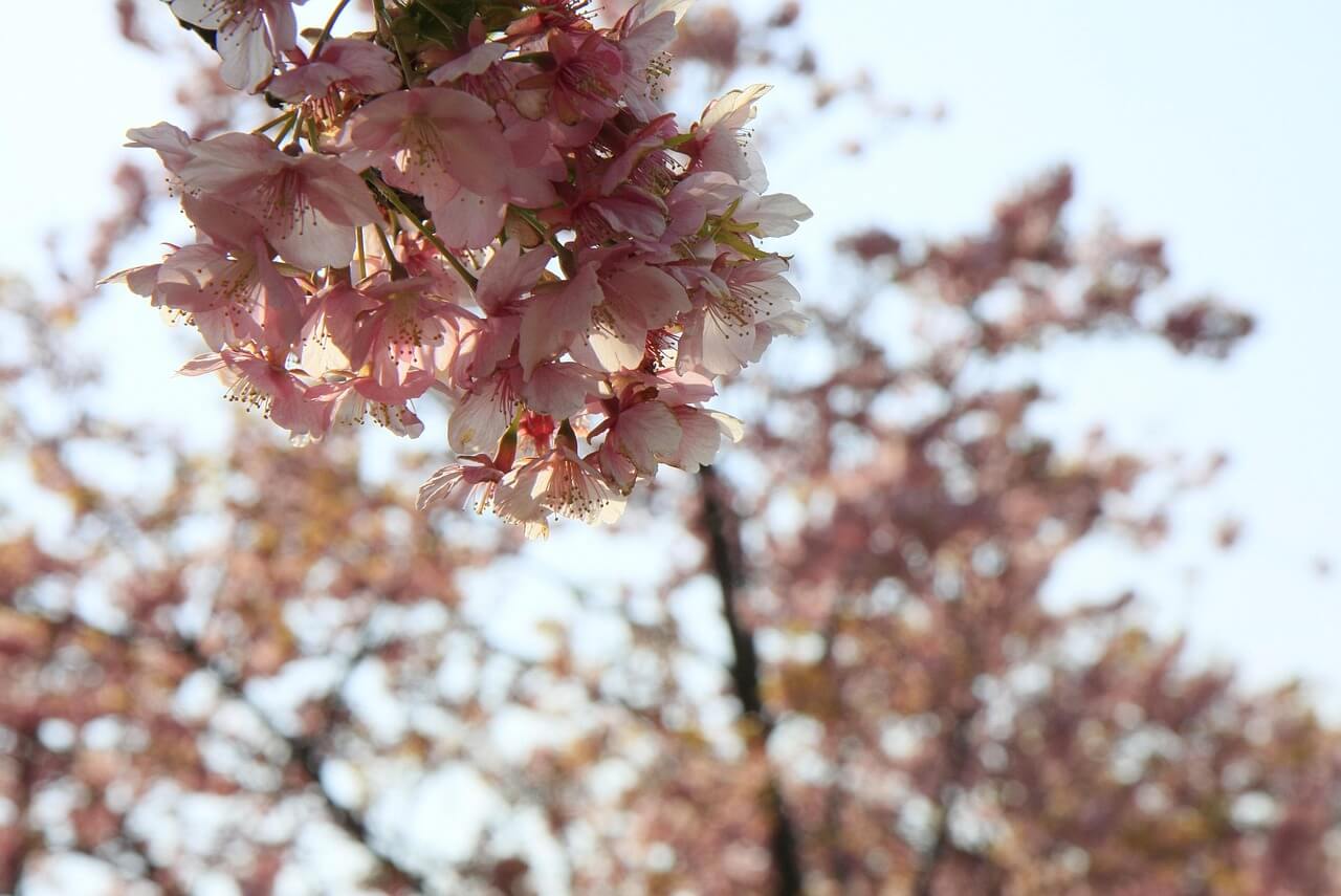 보은 벚꽃길 축제