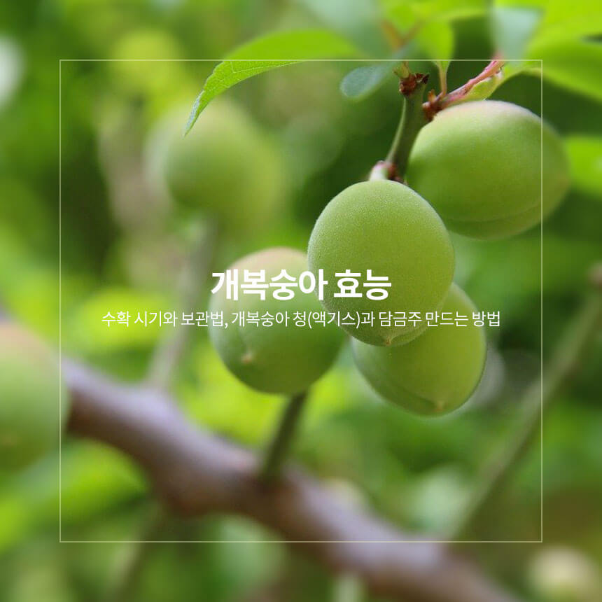 “개복숭아-효능-수확-시기와-개복숭아청-만드는-방법”