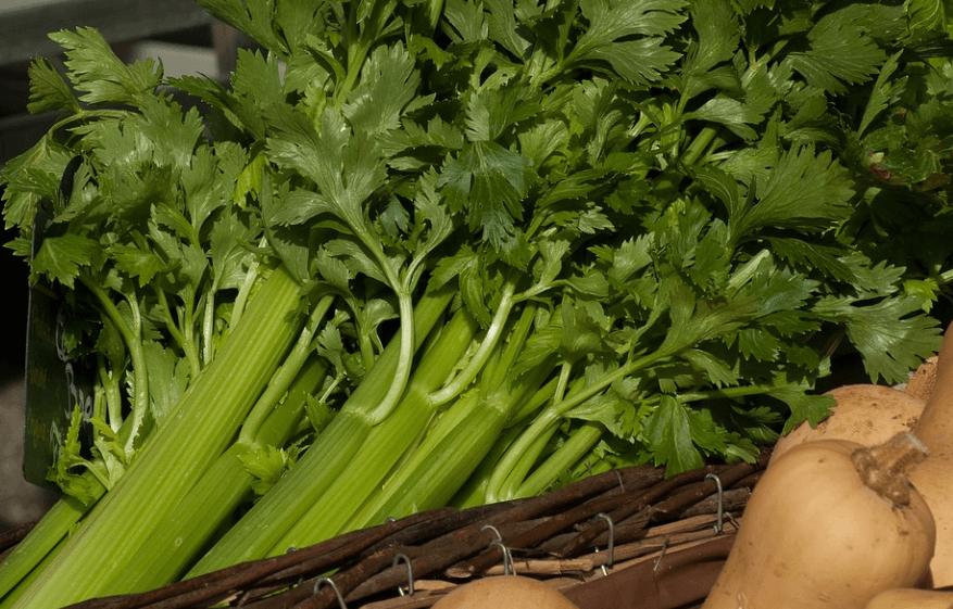 샐러리 효능 - 6