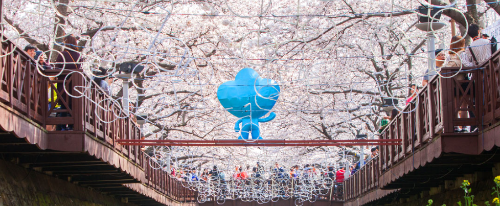 진해군항제 벚꽃 이미지입니다.