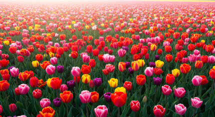 에버랜드 튤립축제