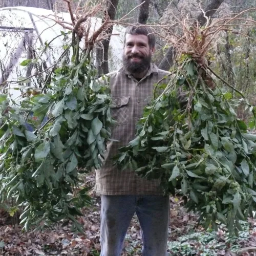 아슈와간다를 수확하는 농부