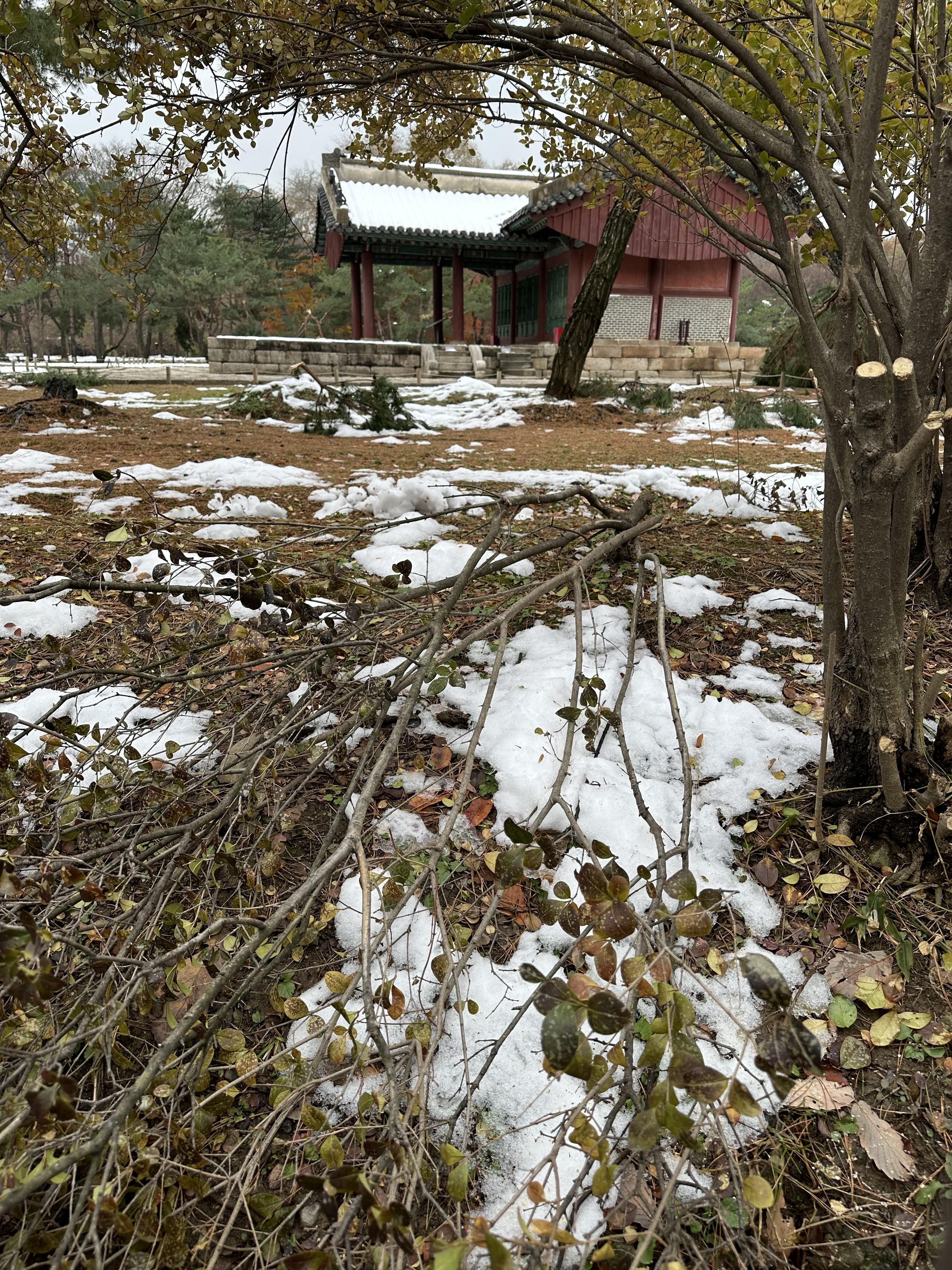 선릉과 정릉 나무피해2