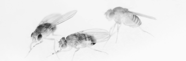 살충제, 초파리 트랩 등