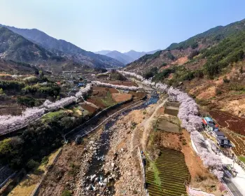 하동 십리벚꽃길 개화상황_15