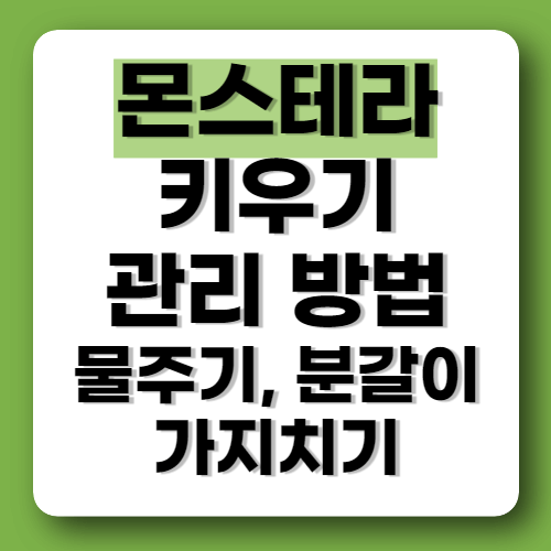 몬스테라 식물 키우기 관리 방법