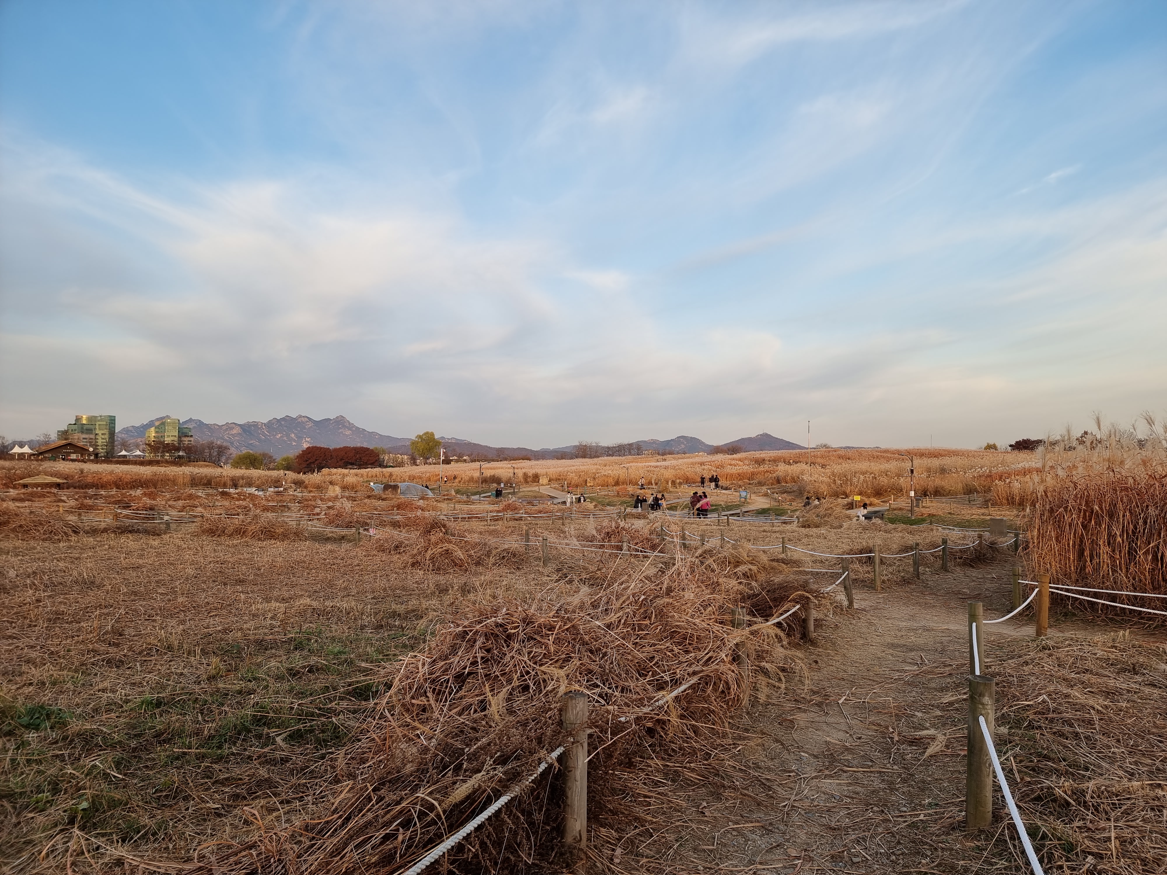 하늘공원 베어진 억새