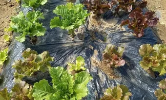 반려식물 입문 키우기 물주기 햇빛선택 기준 시니어에게 좋은 목록_8