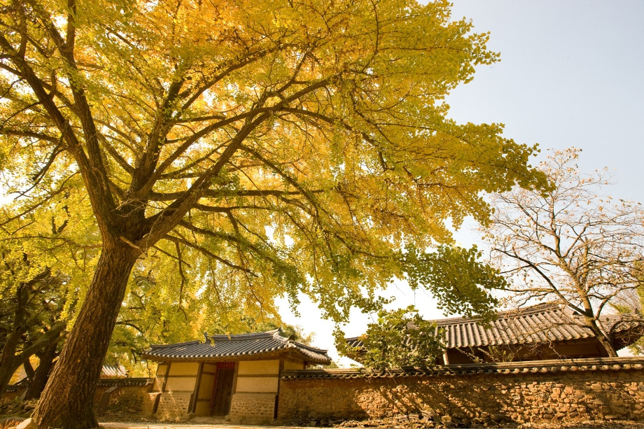 보령 청라은행마을