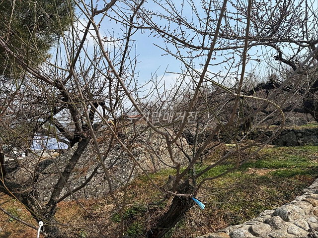 광양매화축제 기간 입장료 개화상황 프로그램 주차장 셔틀버스 25년3월8일실시간사진