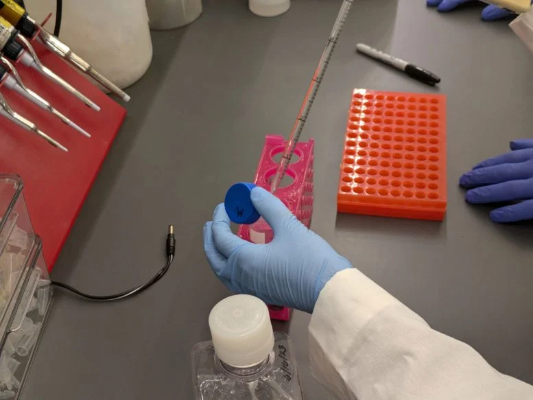 A study co-author pipettes liquified metforming in the lab in Chicago. Credit: Kristin Samuelson, Northwestern University