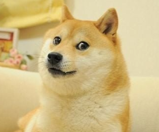 시바견