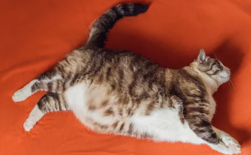 비만고양이/출처:어도비스톡