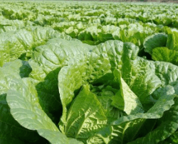 김장 배추 고르는 방법