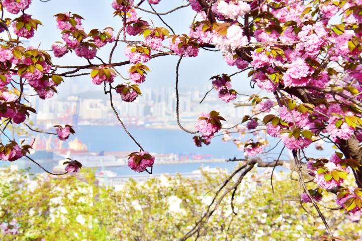 부산 민주공원 겹벚꽃 