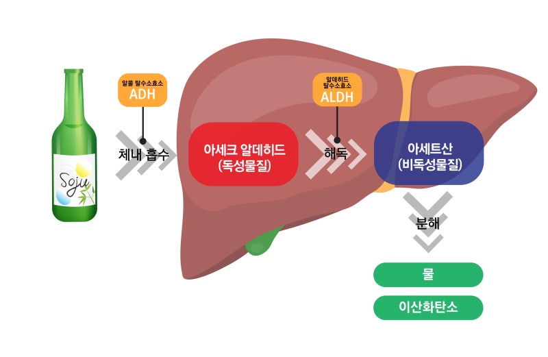 술을 마시면 간이 먼저 손상되는 이유 이미지