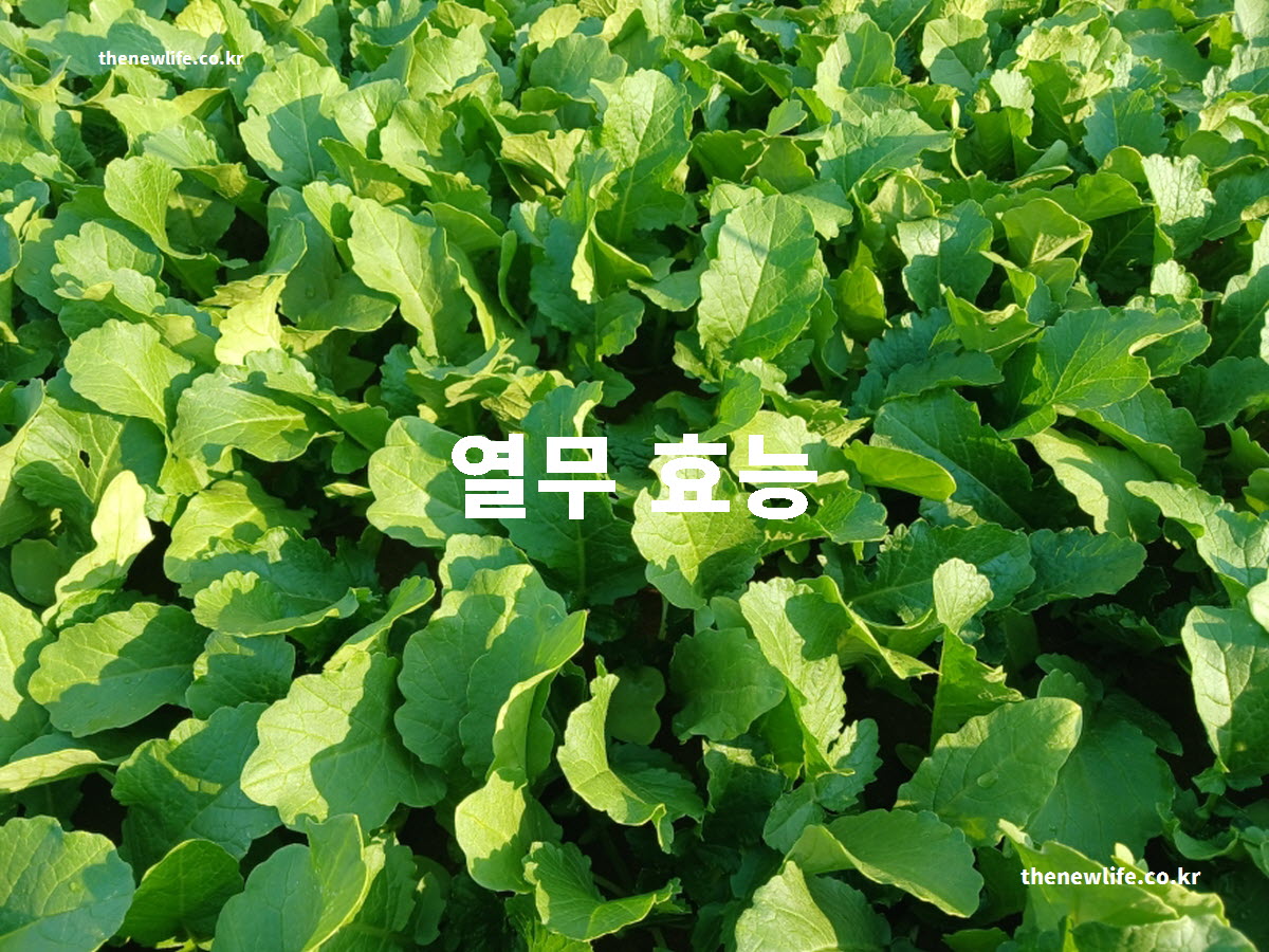 열무 효능 대표 실사진