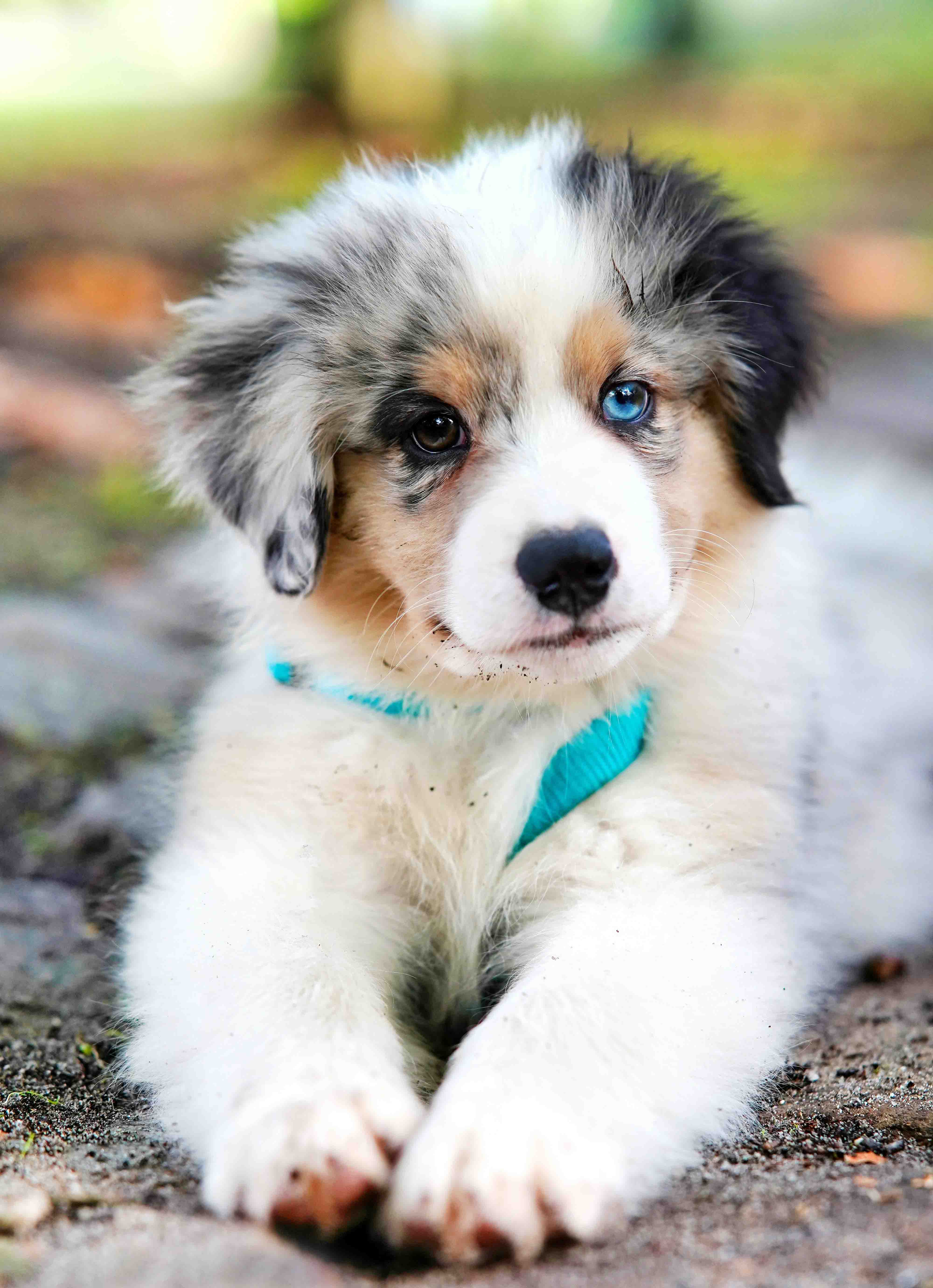 오드아이 강아지 관련 사진