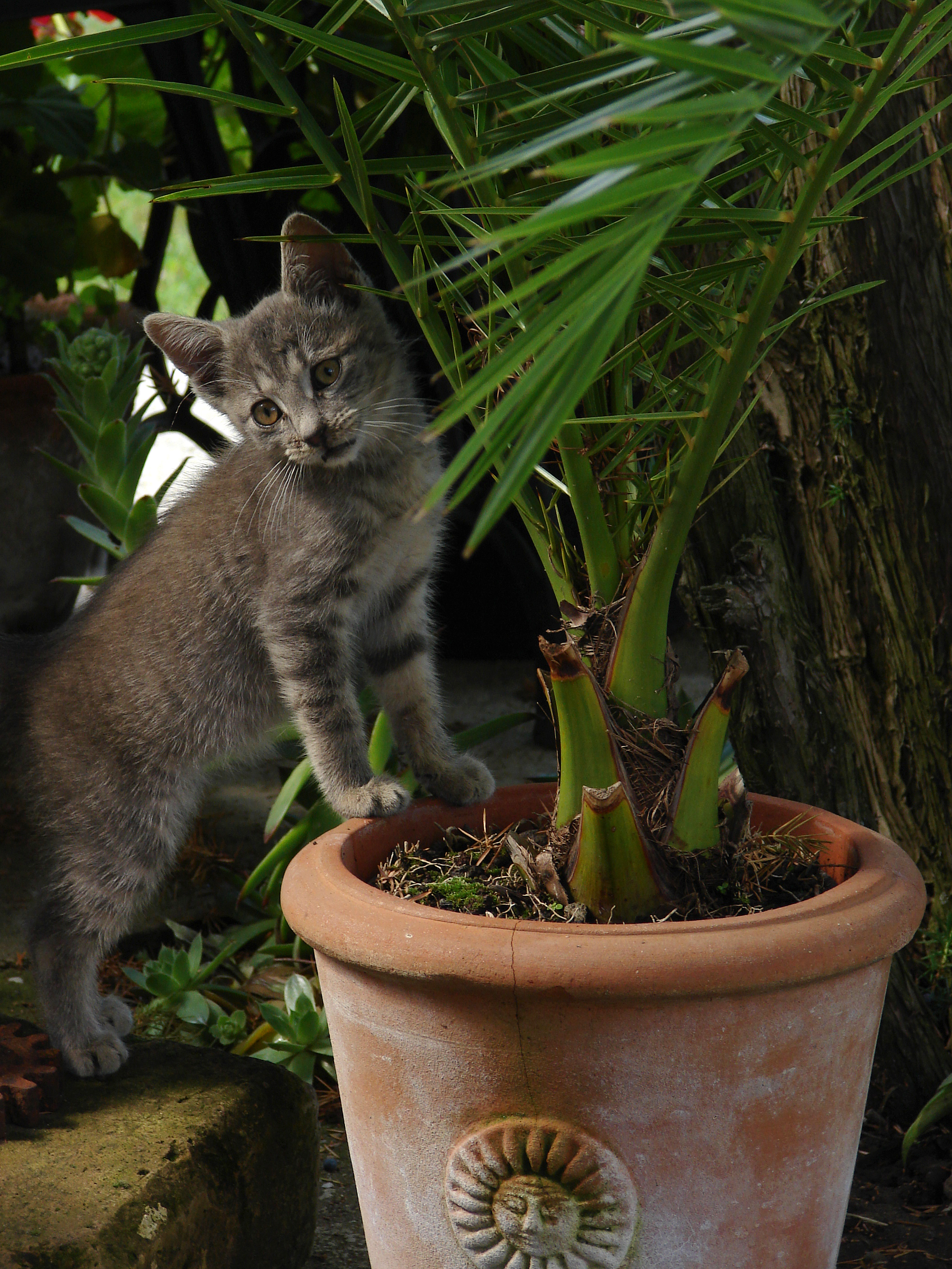 고양이와 식물 사진