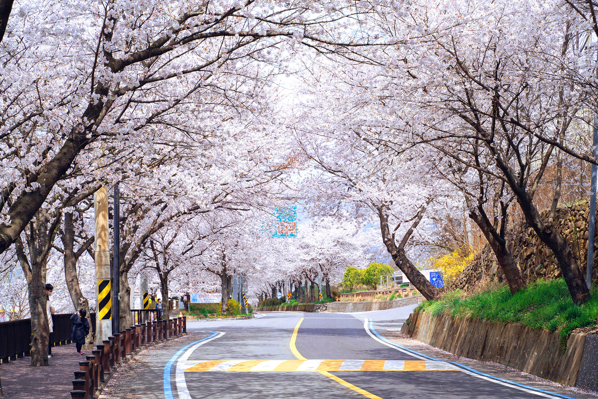 구례 300리 벚꽃축제