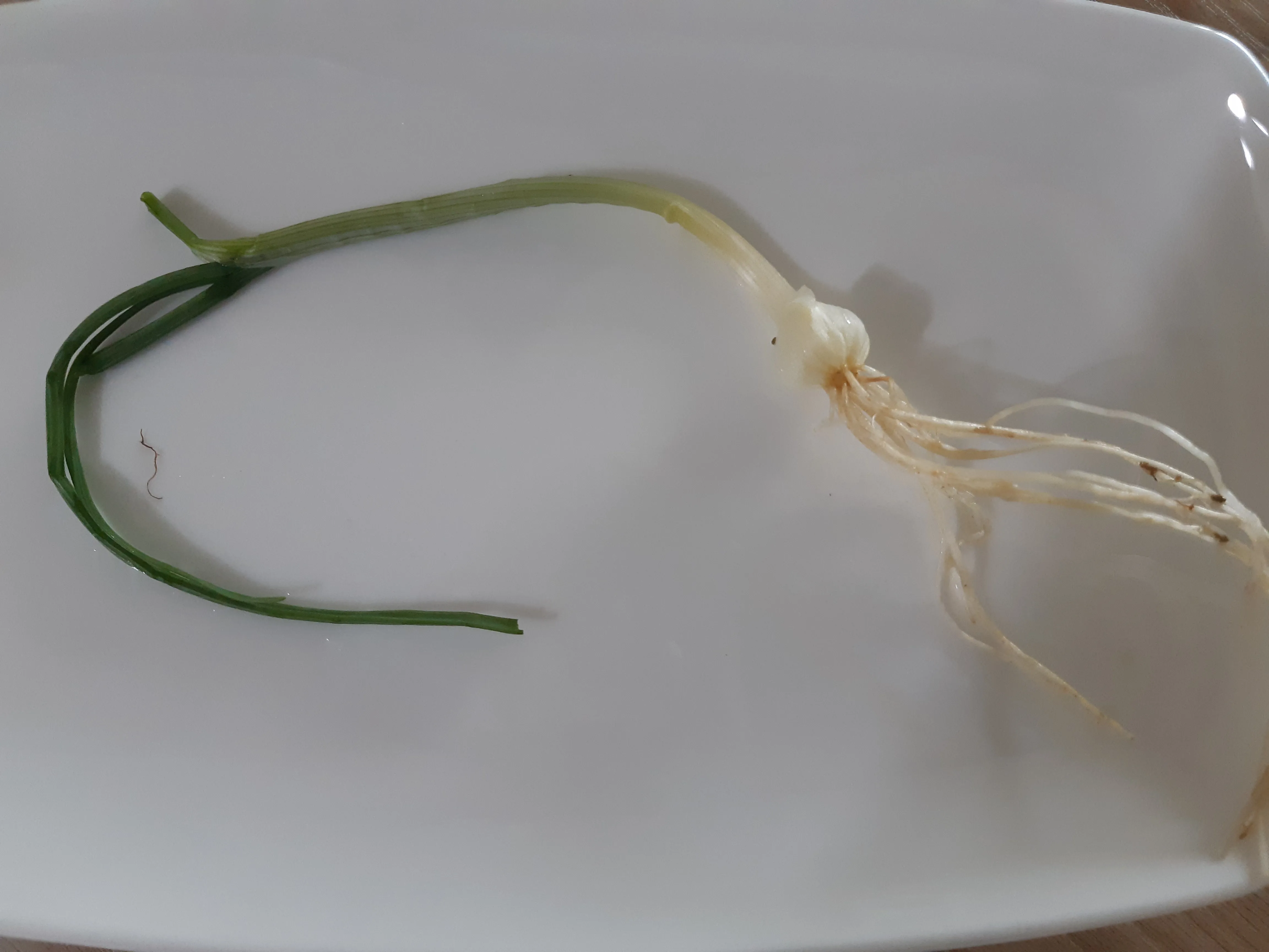 달래 손질 방법 달래장 맛있게 꿀팁_7