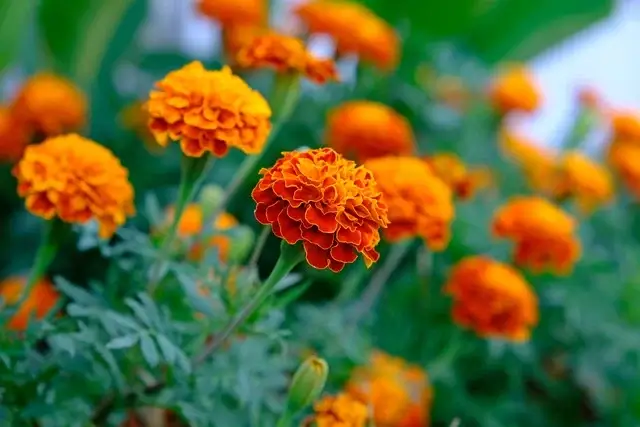 가을에 피는 꽃과 가을 야생화 종류