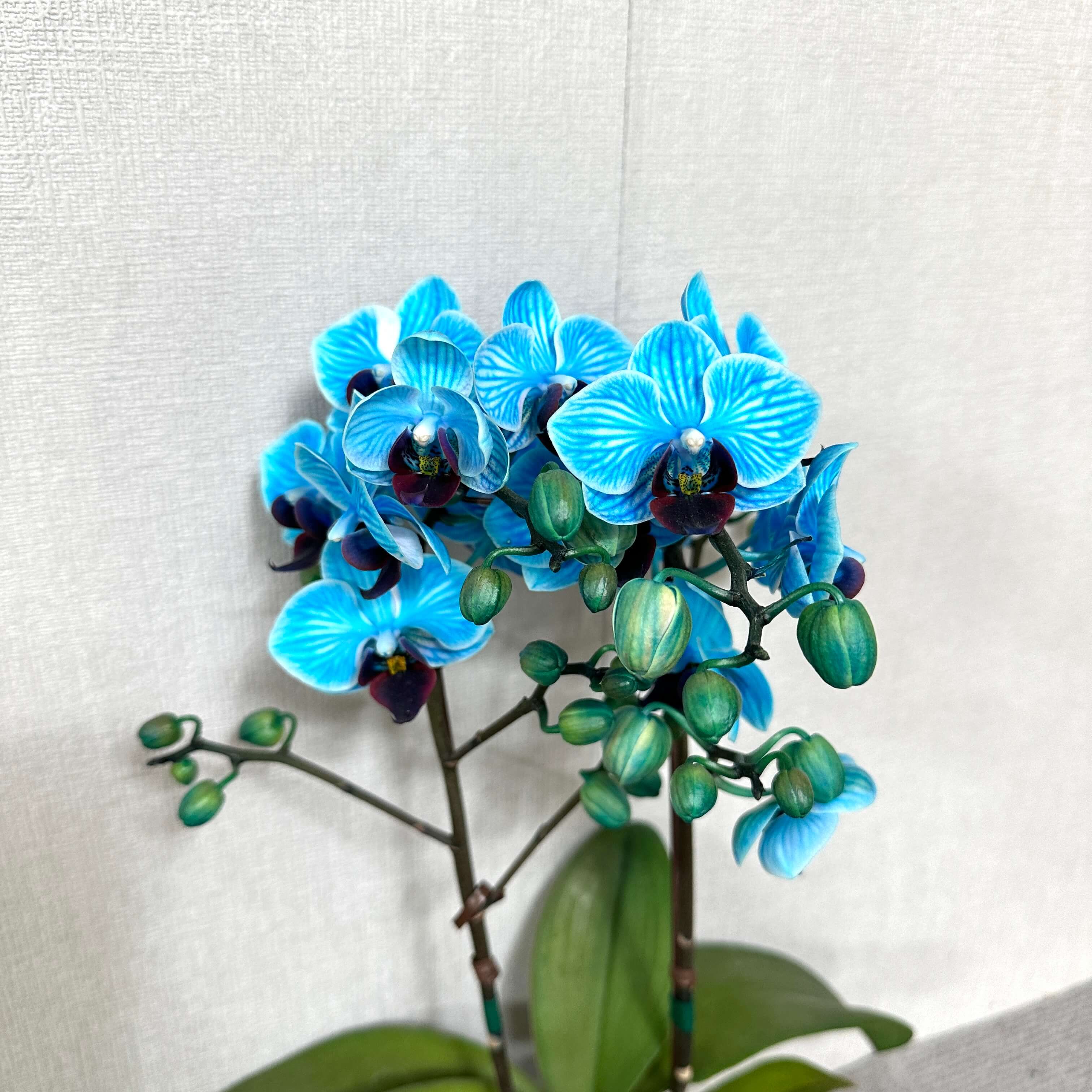 호접란 키우는 방법