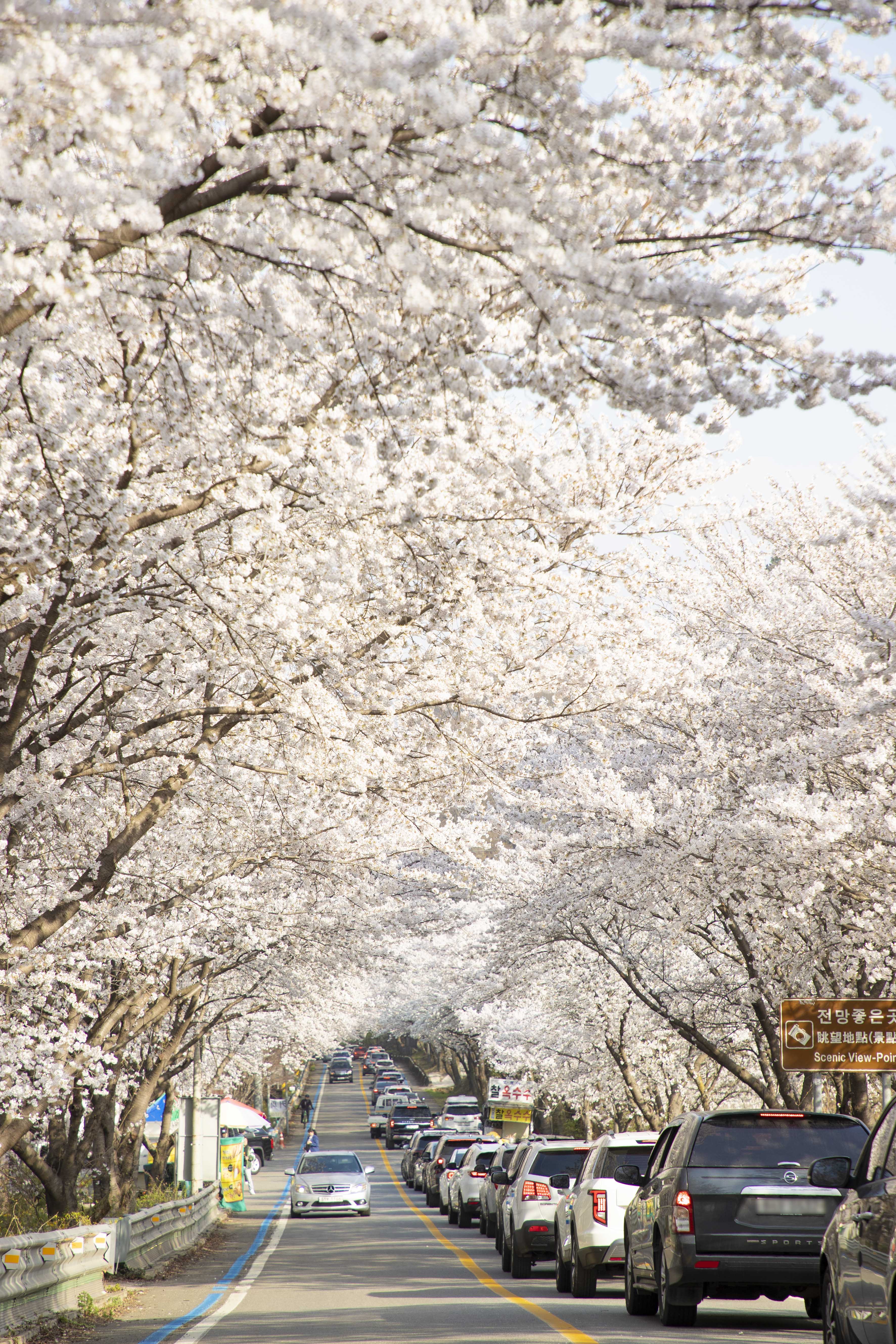 구례-300리-벚꽃축제