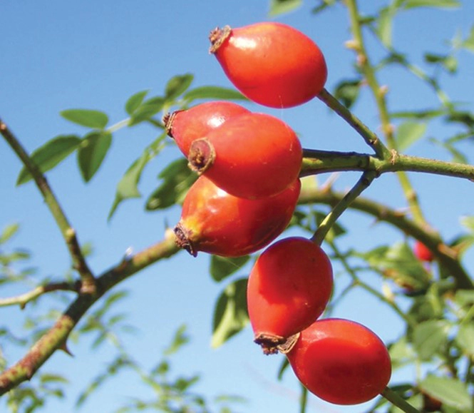 로즈힙퓨레 먹는 방법 8가지